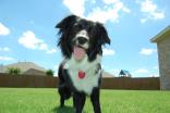 Dog Days of Summer 2009 - Gallery VIII
