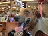Keeping Dogs Safe in 100+ Heat