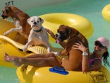 Wags and Wags and Waves 
