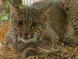 Rehab Helps Bobcats Get Back to the Wild