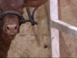 Fort Worth Stock Show and Rodeo Kicks Off