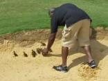 Gentle Giant: Cowboys Leonard Davis Saves Baby Ducks