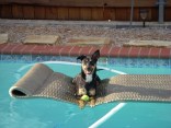 Dog Days of Summer 2010 - Gallery VII