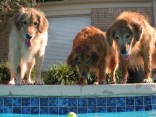 Dog Days of Summer 2010 - Gallery VIII