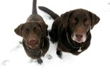Snow-dorable: Gallery I