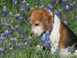 Sitting Pretty: Bluebonnet Photos: Gallery I