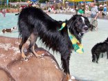 Wags and Waves Hawaiian Style