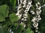 The Danger in Our Long, Nasty Allergy Season