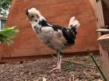 Laying Homegrown Eggs With Backyard Chickens
