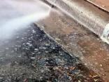 Dallas Co. Commissioner Puts Pressure on Bird Poop