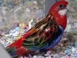Bird Shop Breaks Out the Party Favors