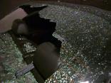 Brick-Wielding Vandals Target Cars in East Dallas