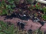 Vandals Torch U.S. Flags