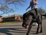 SPCA Gives Woman's Dog to Strange Family