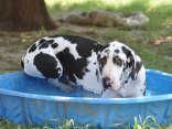 Dog Days of Summer 2010 - Gallery V