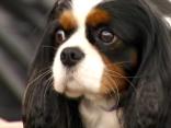 Picking the Top Dog