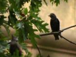 Dealing With Pesky Grackles