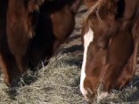 7-Month-Old Horse Shot at Close Range