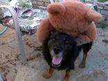 Fort Worth Dog is LucKEY