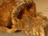 Primate Skull Found
