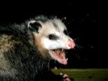 Teen Counselor Kills Opossum in Front of Campers