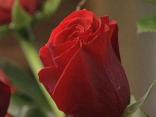 Florists Still Feeling the Love on Valentine's Day