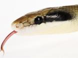 Snakes And Flip Flops Don't Mix