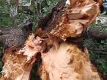 Storm Downs Trees, Knocks Out Power
