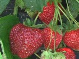 Strawberries: More Than Meets the Eye