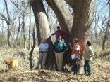 State's Largest Known Tree Found in Metroplex