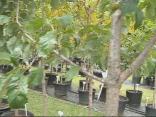 Cheap Trees for Your Yard