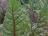 Lake Highlands Community Garden Grows Green