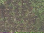 4,100 Pot Plants Found