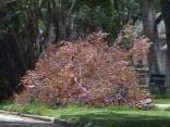 Month-Old Storm Debris Now Fire Hazard: Residents