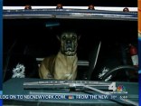 Dog Drives Van Into Coffee Shop