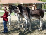 Photos: Romulus, World's Tallest Donkey?