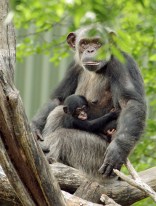 Say Hello To Primate Zoo Babies