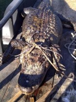 Gator Measuring 11.5 Feet Killed