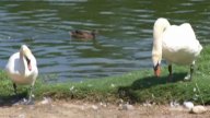 Pair of Aggressive Swans Ruffle Feathers at Apartment Complex