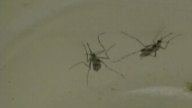 Second Flower Mound Mosquito Tests Positive for WNV