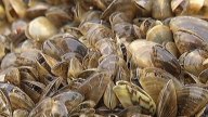 Zebra Mussel Precautions Urged for Holiday Weekend