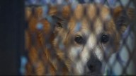 Denton's New Animal Shelter Gets Start Date, Lowered Fees