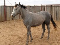 Navy Couple Offering Reward for Stolen Horse