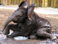 Support the Zoo, Lunch With Leppert, Drive a Boxter