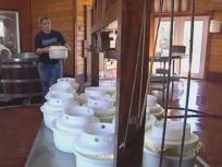 Organic Cheese Farmed in North Texas