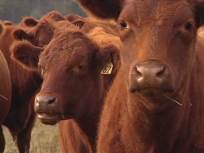 Locally Produced Food Offers Advantages