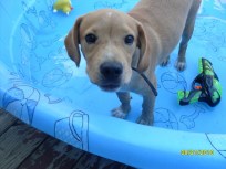 Dog Days of Summer 2010 - Gallery VIII