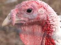 Locally Produced at Rehoboth Ranch