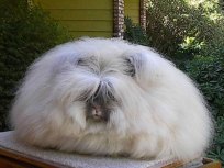 Rabbits Used to Comfort Cancer Patients Massacred