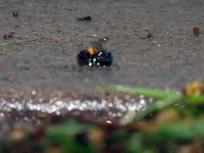 Bees Attack Cleburne Man